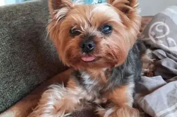 Собака найдена, Тамбовская обл.