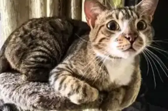 Кошка найдена: ул. Металлургов, 79, Тула