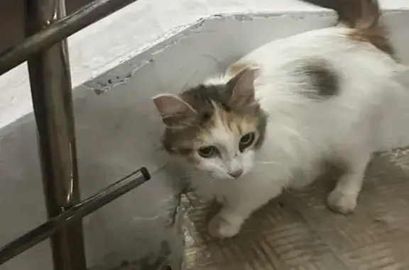 Трёхцветная кошка найдена на Салмышской, Оренбург