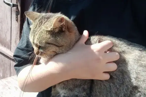 Пропала кошка, Аша, Башкортостан