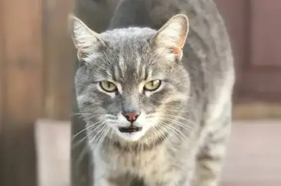 Найдена кошка, ул. Ошламучаш, Шойбулак