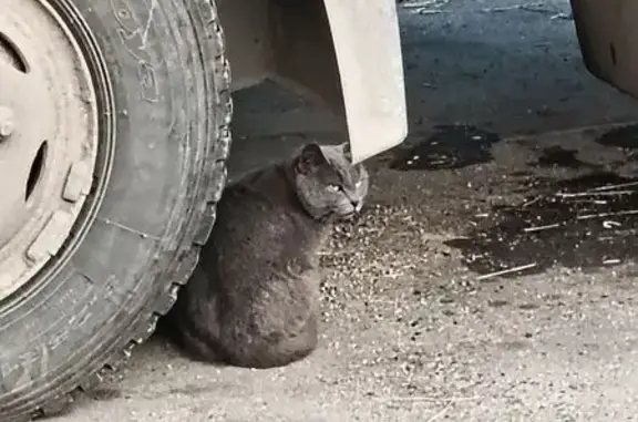 Кошка найдена: Холмогорская ул., 1 с2, Москва