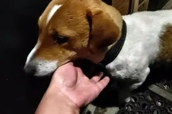 Найдена собака, Краснодарский край, фото: Найдена собака на Морской улице, Краснодарский край