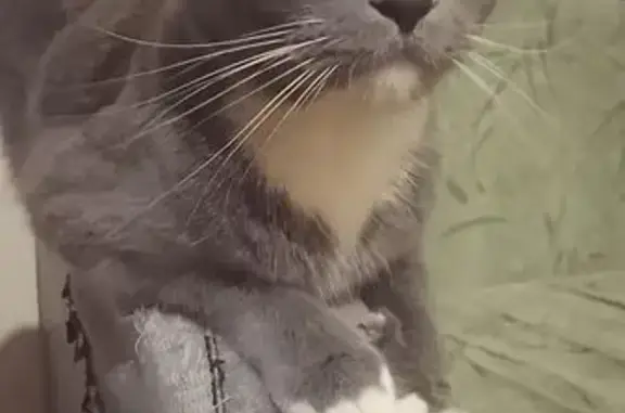 Кошка найдена: ул. Урицкого, 69 к2