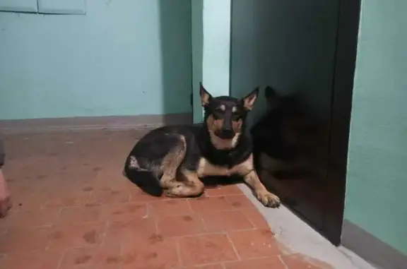 Собака найдена: ул. Зои Космодемьянской, 126