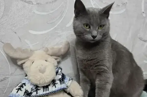 Пропала кошка, Чкалова 5, Архангельск