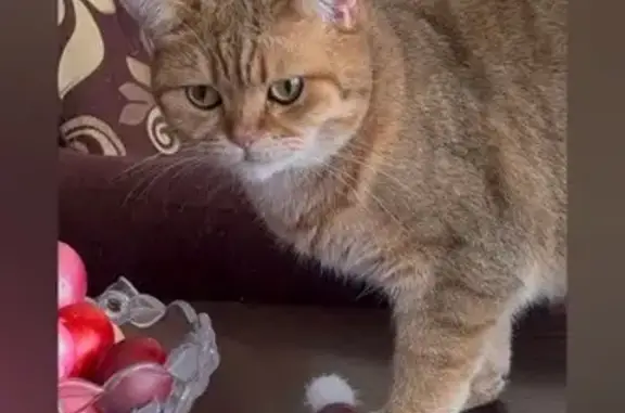 Пропала кошка, ул. Ватутина, 8