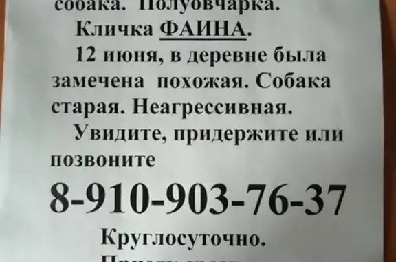 Пропала собака в д. Киселево, Рязань