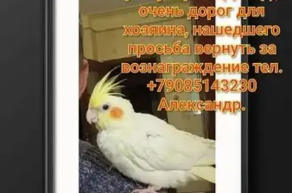 Потерянные животные Ростов-на-Дону, фото: Пропала птица, Ворошиловский 20/17