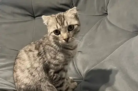 Найдена кошка, Кострома, фото: Найдена кошка, Кострома, б-р Василевского 9