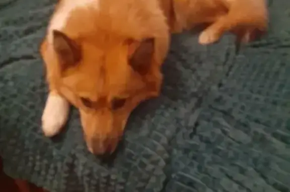 Объявления о пропавших и найденных животных, Удомля, фото: Собака найдена: пр. Курчатова, 1, Удомля