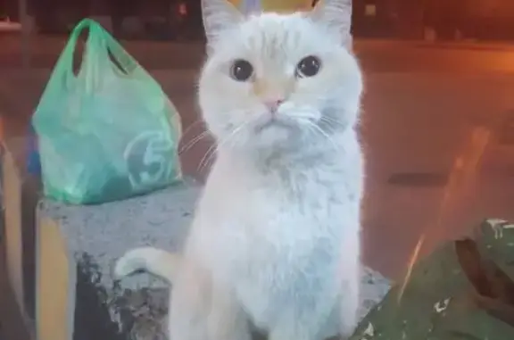 Кошка найдена на ул. Дзержинского, Пенза