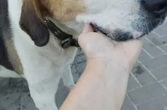 Найдена собака, Волгоград, фото: Найдена собака на Лавочкина, 10, Волгоград