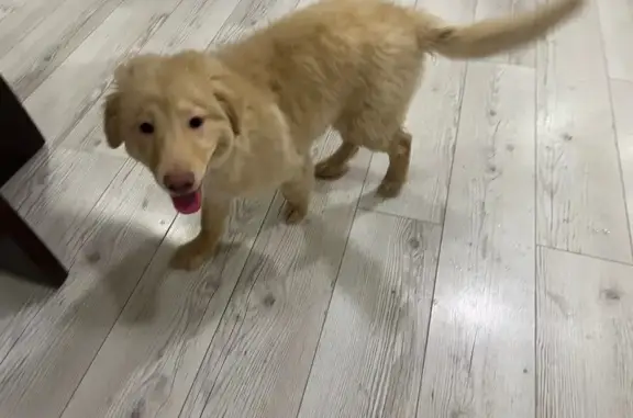 Щенок найден, Воронеж, ул. Ворошилова 1Г