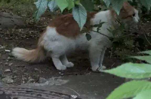 Найдена рыжая кошка, Алтайская 2/1