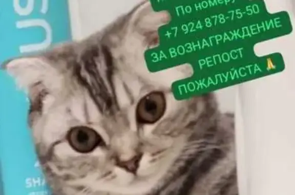 Пропала кошка, ул. Водников 1/4, Якутск