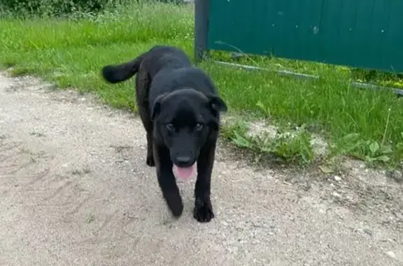 Найдена собака, Шимское, фото: Собака найдена на 49К-15, Шимское