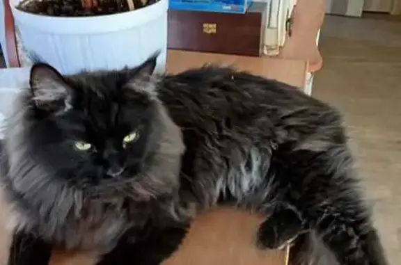 Кошки потеряшки, Артём, фото: Потеряшка кошка, Артём, ул. Забо, 14