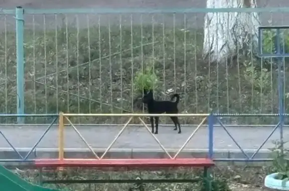 Найдена собака, Уфа, фото: Собака найдена, Маршала Жукова 8, Уфа