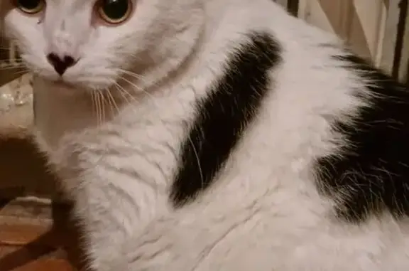 Найденные животные Ачинск, фото: Найдена кошка, Ачинск, ул. 22