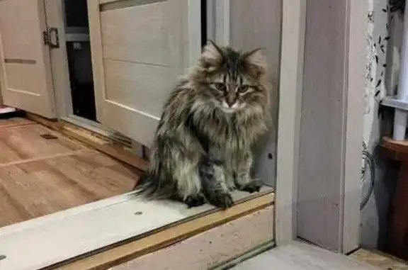 Кошки потеряшки, Курган, фото: Потеряшка кошка, Октябрьская ул., Курган