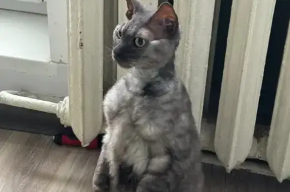 Кошки потеряшки, Москва, фото: Потеряшка кошка, Академическая 31 к1