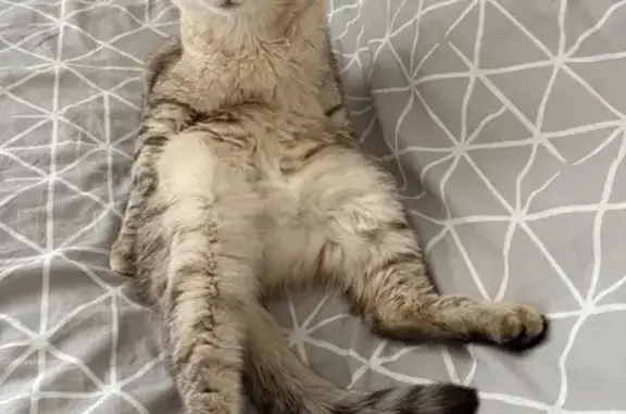 Кошки потеряшки, Санкт-Петербург, фото: Потеряшка кошка, ул. Крыленко, СПб