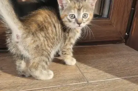 Кошки потеряшки, Надеждинское, фото: Потеряшка кошка, Зелёная Аллея 4