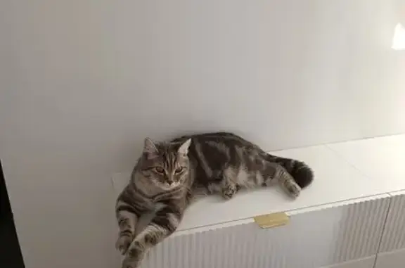 Пропала кошка Тишка в Березки-2