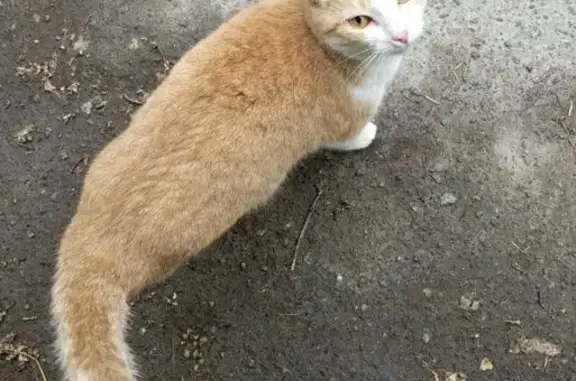 Найдена кошка, Екатеринбург, фото: Кошка найдена: Баумана, 15, Екатеринбург