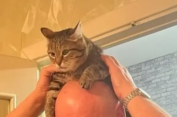 Кошки потеряшки, Свердловская область, фото: Потеряшка кошка около Невьянска на трассе