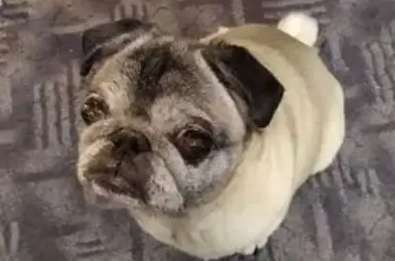 Собаки потеряшки, , фото: Потеряшка собака Шуня, Майская ул., Люкшудья