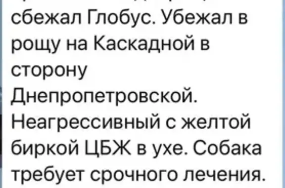 Пропала собака, Ростов-на-Дону