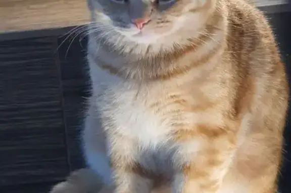 Кошки потеряшки, Ульяновск, фото: Потеряшка кошка, ул. Бари Тарханова, 19