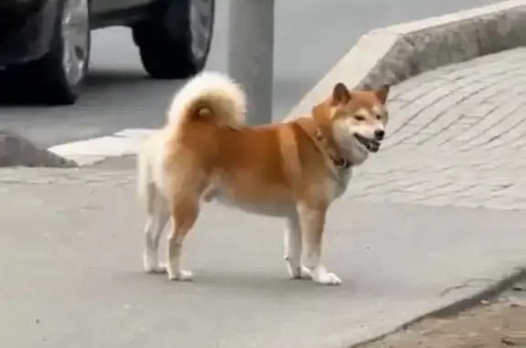 Собака с медалькой, пр. Энгельса, СПб