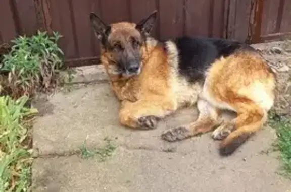 Собака найдена: Лесная ул., 129, Сальск