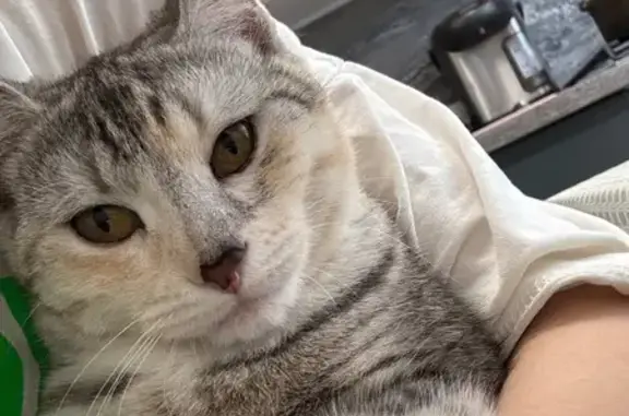 Кошки потеряшки, Иваново, фото: Потеряшка кошка, 3-я Чапаева, 90, Иваново