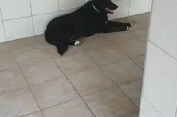 Найденные животные Москва, фото: Чёрная собака найдена на ул. Кулакова