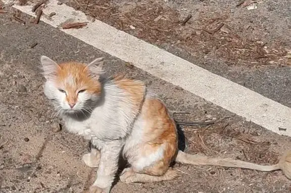 Найдена кошка, Ярославль, фото: Кошка найдена: Московский пр., 55, Ярославль