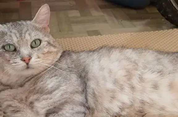 Кот найден, ул. Гудкова, Жуковский