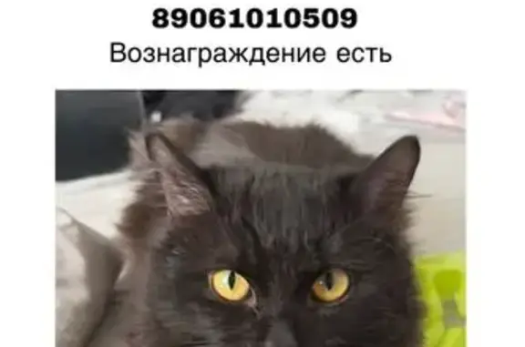 Пропала кошка, бульвар Славы, 16, Уфа