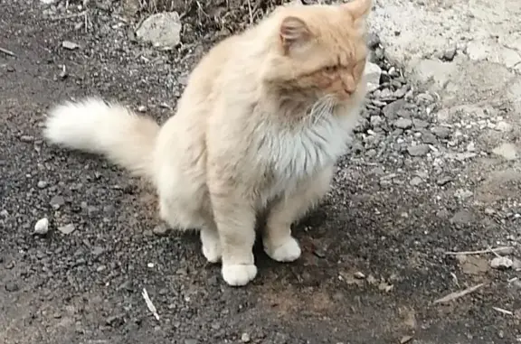 Пропала кошка Рыжик, Почтовая 3