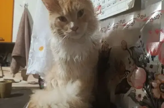 Пропала кошка, Кемерово