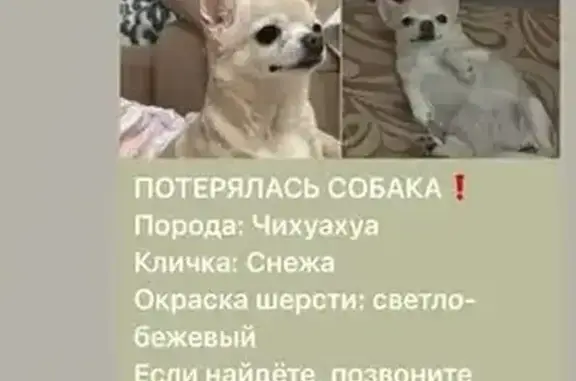 Пропала собака, ул. Б. Хмельницкого, 60