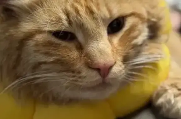 Кошка найдена: Планерная ул., 63 к1, СПб