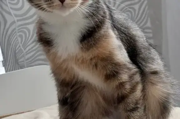 Кошки потеряшки, Тамбов, фото: Потеряшка кошка, ул. Чичерина 62В