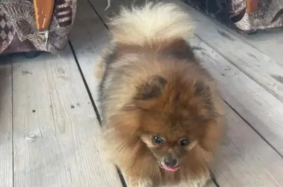 Рыжая собака найдена, ул. Плодопитомник 139А