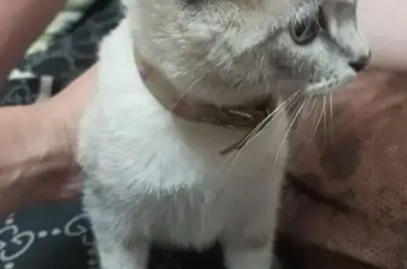 Найдена кошка, Пионерский пер., 6, Астрахань