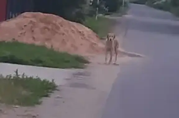 Собака найдена: ул. Крайняя, 16, Тверь