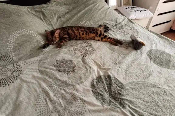 Кошки потеряшки, Кинешма, фото: Потеряшка кошка, ул. Боборыкина, 14А, Кинешма